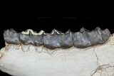 Fossil Titanothere (Megacerops) Jaw - South Dakota #78146-1